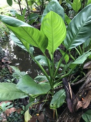 Aglaonema