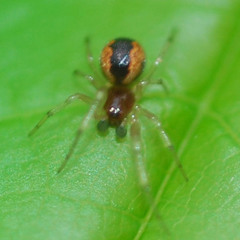 Anelosimus crassipes