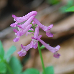 Corydalis ternata