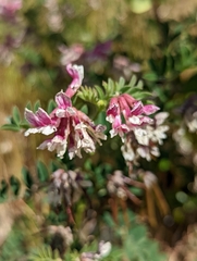 Hosackia stipularis ottleyi