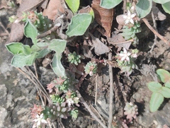 Sedum potosinum