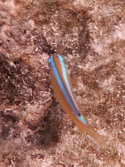 Chrysiptera leucopoma