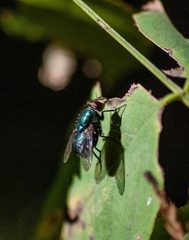 Lucilia eximia