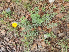 Heterotheca mucronata