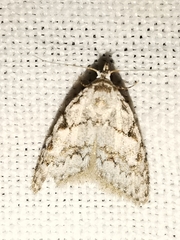 Nola cicatricalis
