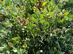 Atriplex rusbyi