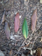 Nestegis cunninghamii