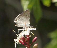 Tharsalea xanthoides