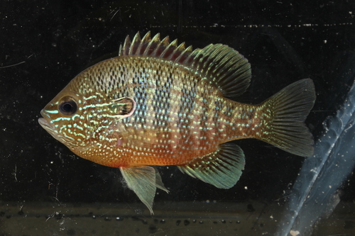 Dollar Sunfish