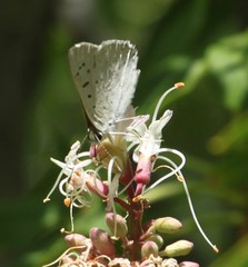 Tharsalea xanthoides