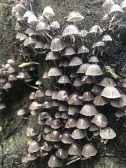 Fungi