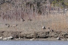 Branta canadensis