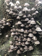 Fungi