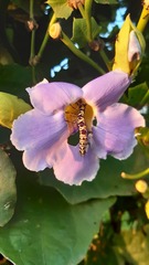 Tinolius eburneigutta