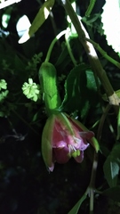 Passiflora mathewsii image