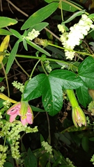 Passiflora mathewsii image