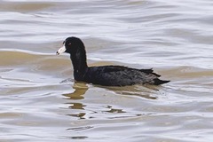 Fulica americana