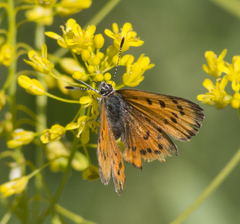 Lycaena cupreus