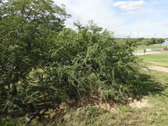 Geoffroea decorticans