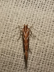 Pyroderces argyrogrammos