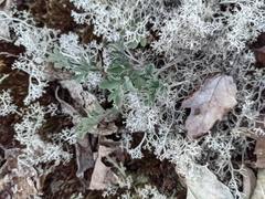 Capnoides sempervirens