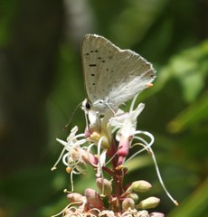 Tharsalea xanthoides