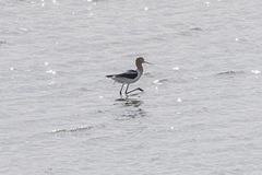 Recurvirostra americana