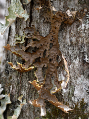 Pseudocyphellaria holarctica