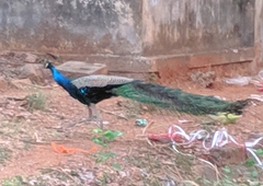Pavo cristatus