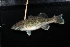 Micropterus warriorensis