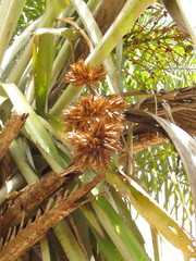 Aechmea aquilega