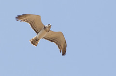 Circaetus beaudouini