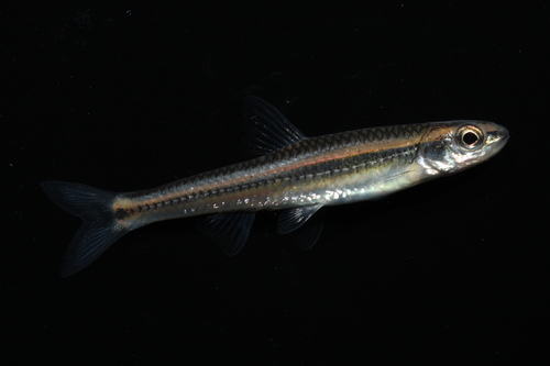 Burrhead-shiner (Notropis asperifrons) — Cyprinidae