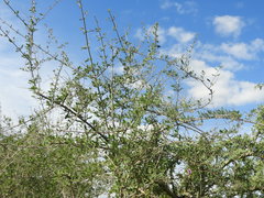 Geoffroea decorticans