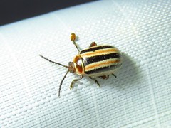 Kuschelina miniata