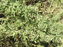 Geoffroea decorticans