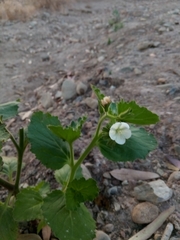Phacelia viscida albiflora