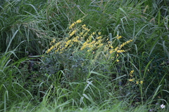 Crotalaria trichotoma
