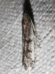 Ephestia disparella