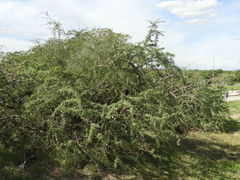 Geoffroea decorticans