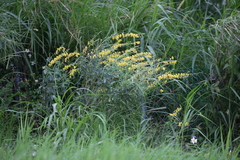 Crotalaria trichotoma
