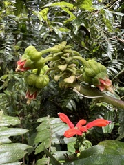 Centropogon vaughianus