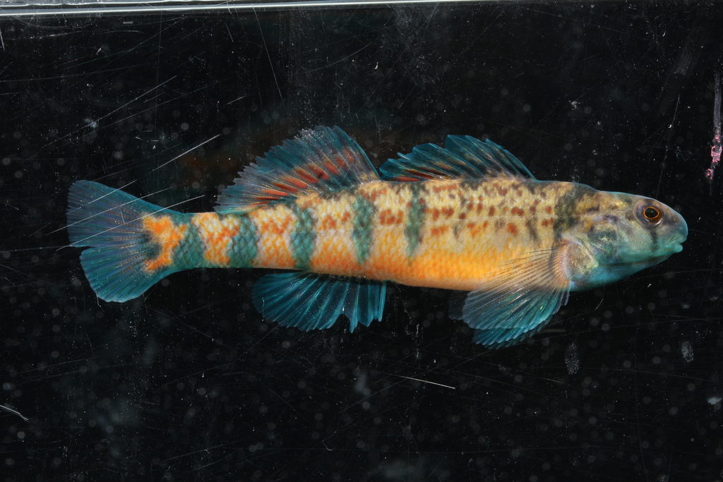 Tombigbee Darter