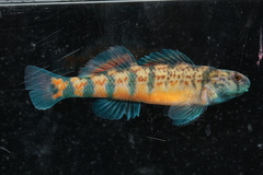 Tombigbee Darter photo 1