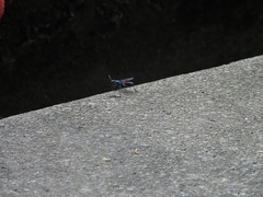 Chalybion japonicum