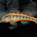 Tennessee Snubnose Darter - Photo (c) chrosomusenthusiast, some rights reserved (CC BY-NC)