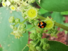 Brachiacantha decora