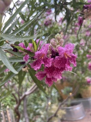 Chilopsis linearis