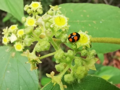 Brachiacantha decora
