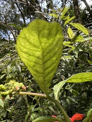 Centropogon vaughianus